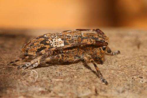 Mesosa nebulosa