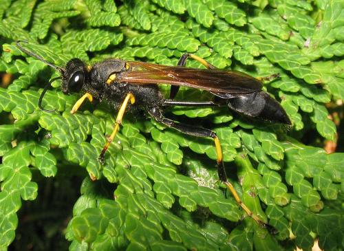 Réf. 61 736 : Sceliphron caementarium