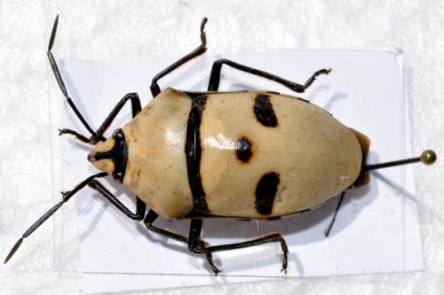 Chrysocoris grandis