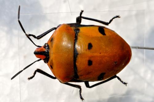 Poecilocoris rufigenis