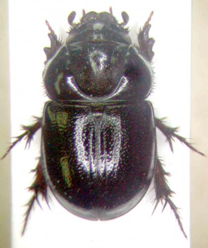Réf. 61 005 : Orphnus macleayi