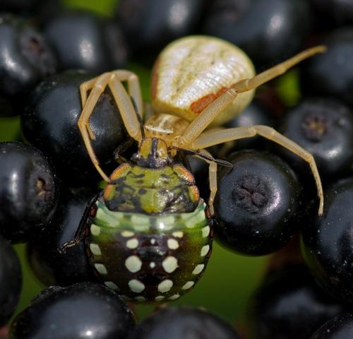 Réf. 61 278 : Runcinia grammica