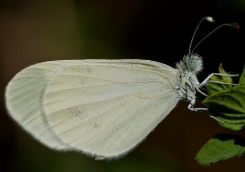 Leptidea sp.