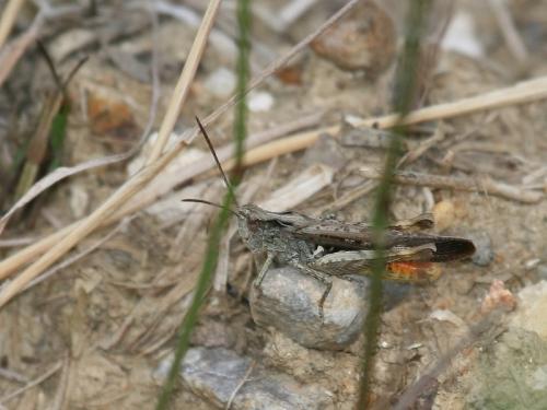 Chorthippus sp.