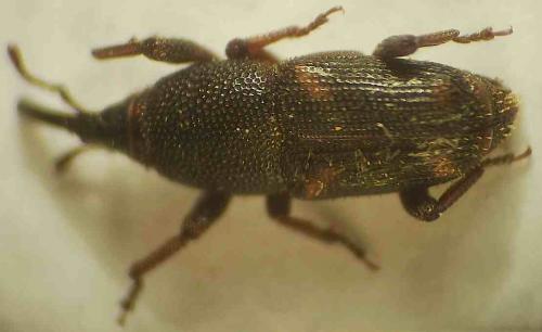 Réf. 61 745 : Sitophilus sp.