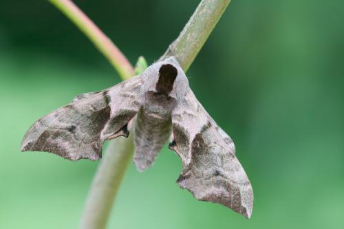 Réf. 61 602 : Smerinthus ocellata