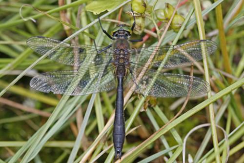 Réf. 61 052 : Cordulia aenea