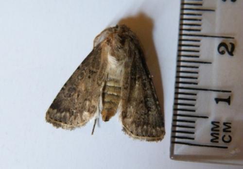 Agrotis bigramma