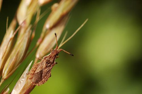 Réf. 61 062 : Spathocera lobata