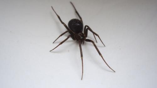 Steatoda grossa