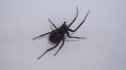 Steatoda grossa