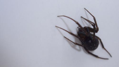 Steatoda grossa