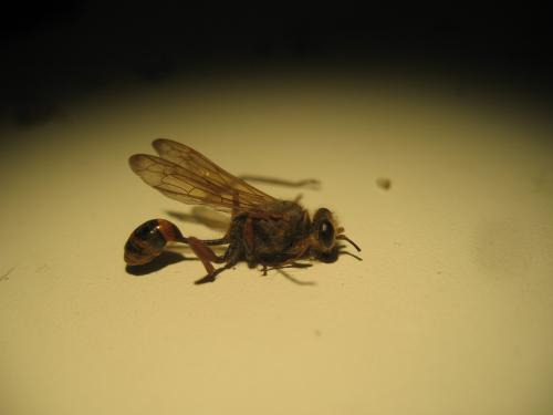 Sceliphron curvatum