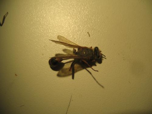 Sceliphron curvatum