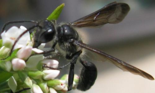 Isodontia mexicana