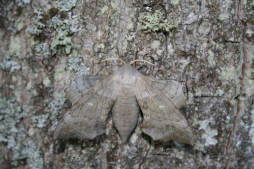 Laothoe populi