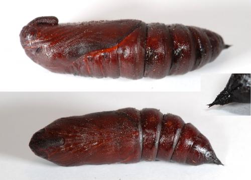 Réf. 61 347 : Sphinx sp.