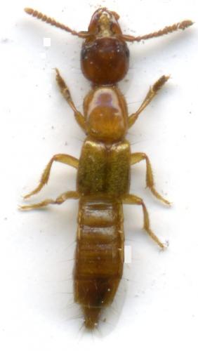 Réf. 61 023 : Atrecus affinis