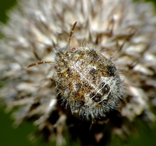 Staria lunata