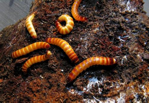 Stenagostus rufus