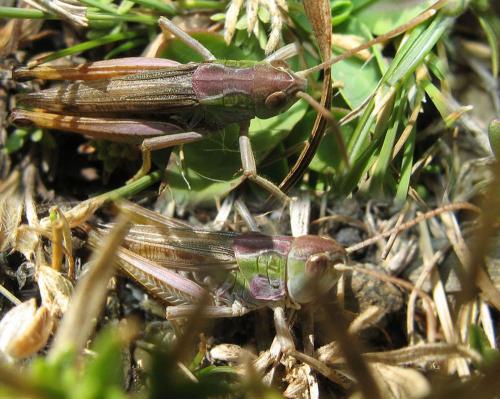 Réf. 61 918 : Stenobothrus nigromaculatus nigromaculatus