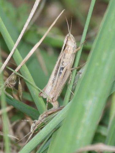 Chorthippus albomarginatus albomarginatus