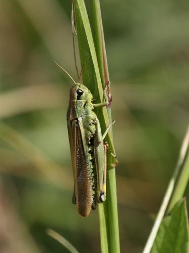 Réf. 61 055 : Stethophyma grossum