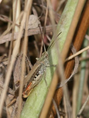 Chorthippus sp.