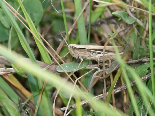 Chorthippus albomarginatus albomarginatus