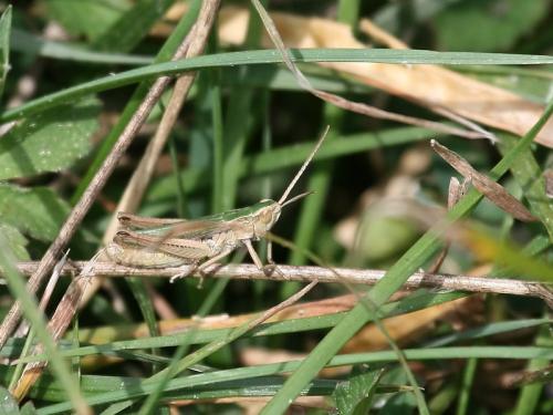 Chorthippus albomarginatus albomarginatus