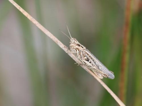 Chorthippus sp.