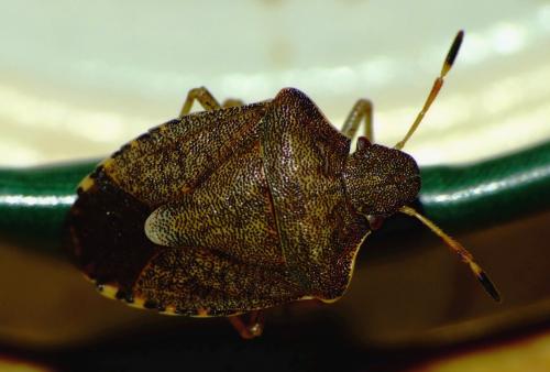 Réf. 61 169 : Peribalus strictus vernalis