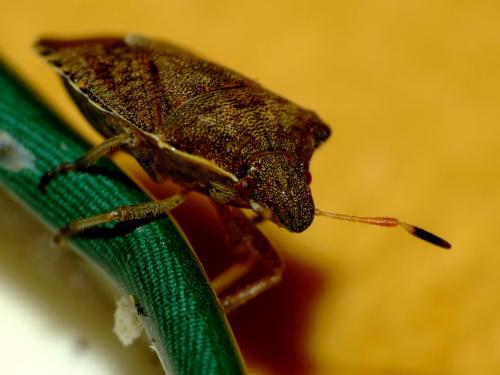 Peribalus strictus vernalis