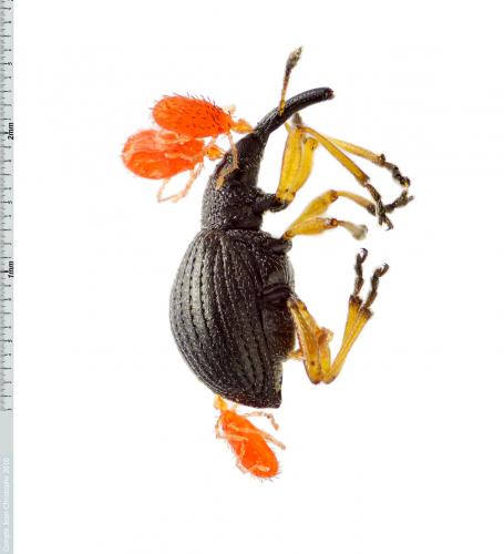 Protapion fulvipes