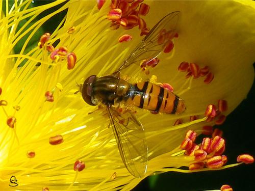 Episyrphus balteatus