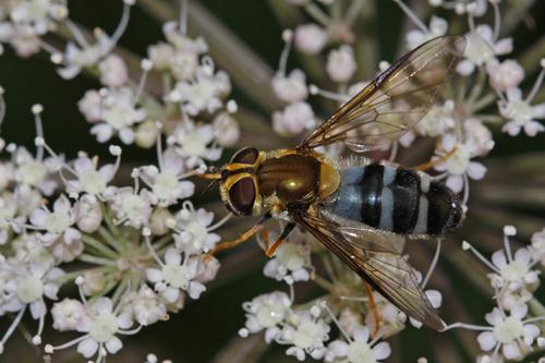 Réf. 61 909 : Leucozona glaucia