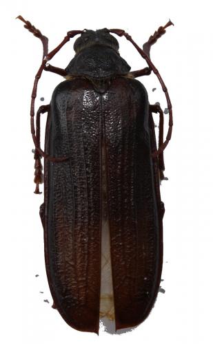 Tragosoma depsarium