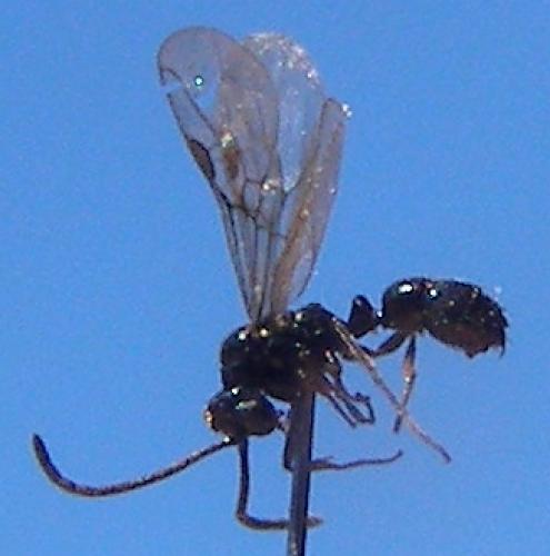 Hypoponera eduardi