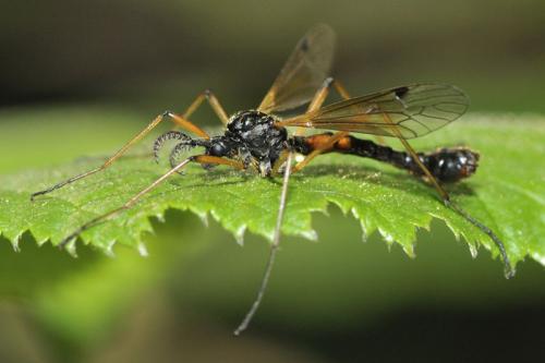 Tanyptera nigricornis
