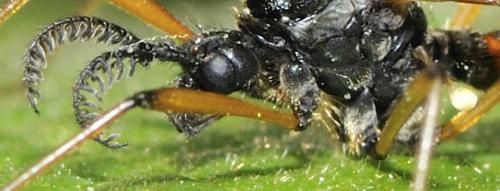 Tanyptera nigricornis