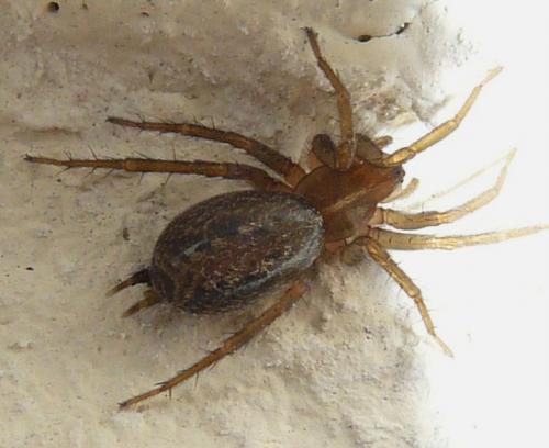 Lycosoides coarctata