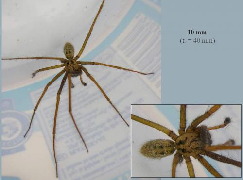 Tegenaria sp.