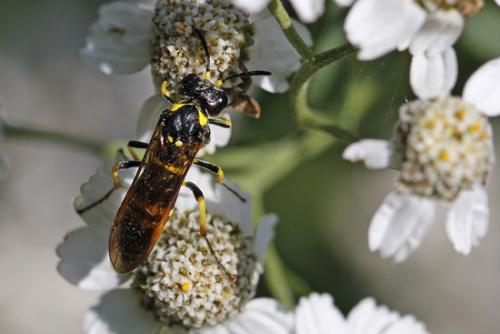 Tenthredo sp.