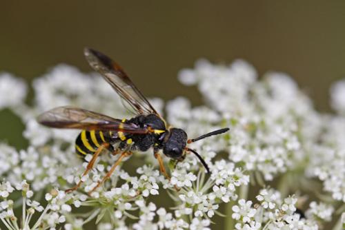 Tenthredo sp.