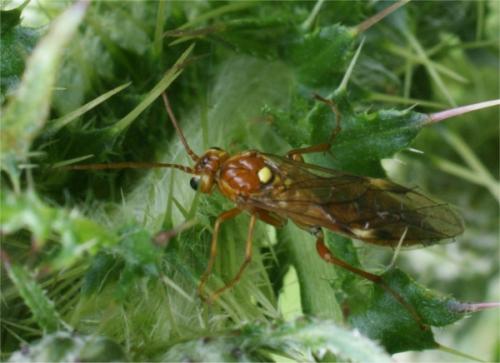 Tenthredopsis sp.