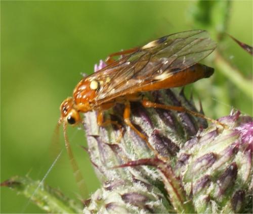 Tenthredopsis sp.