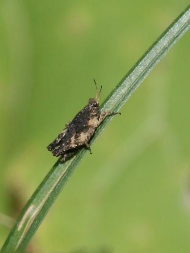 Tetrix sp.
