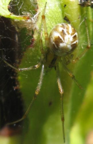 Phylloneta sp.