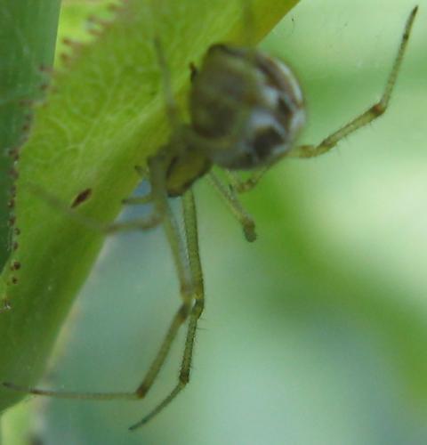 Phylloneta sp.
