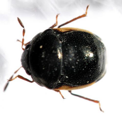 Corimelaena pulicaria